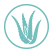 Aloe Barbadensis